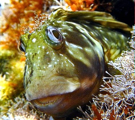 Scartella cristata_00a3